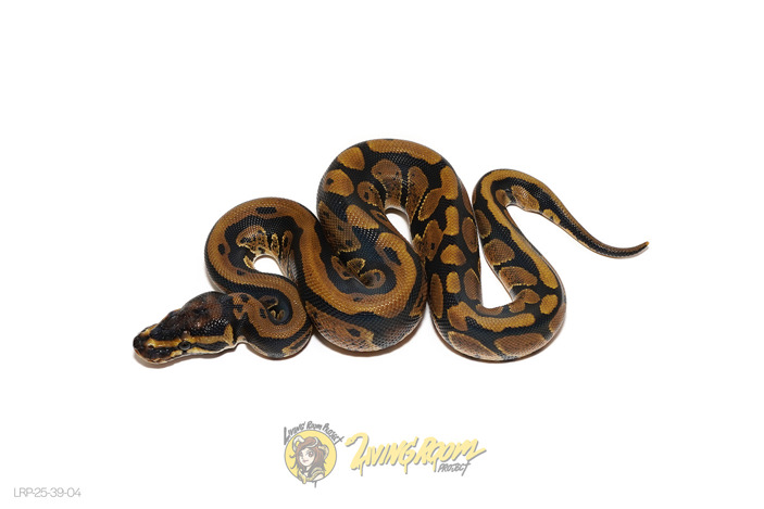 Confusion Het Tri-Stripe