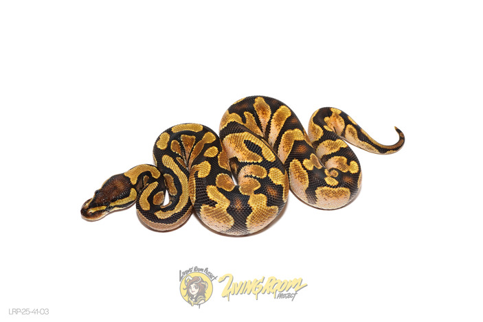 Calico Enchi Het 66% Paint 50% Clown