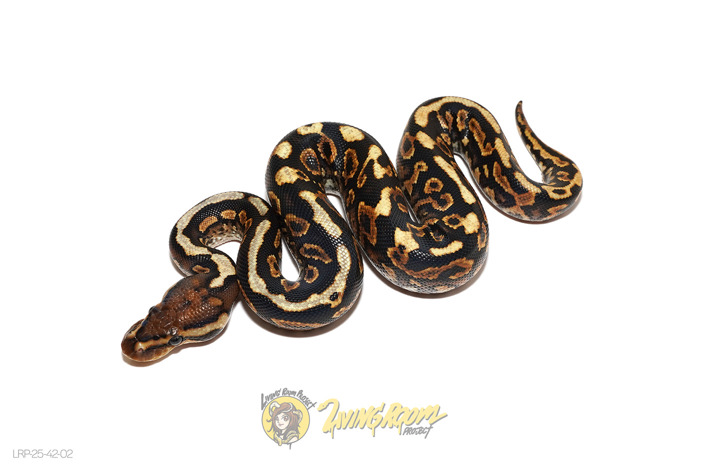 Huffman or Black Pastel Spotnose Redstripe YB Het Clown