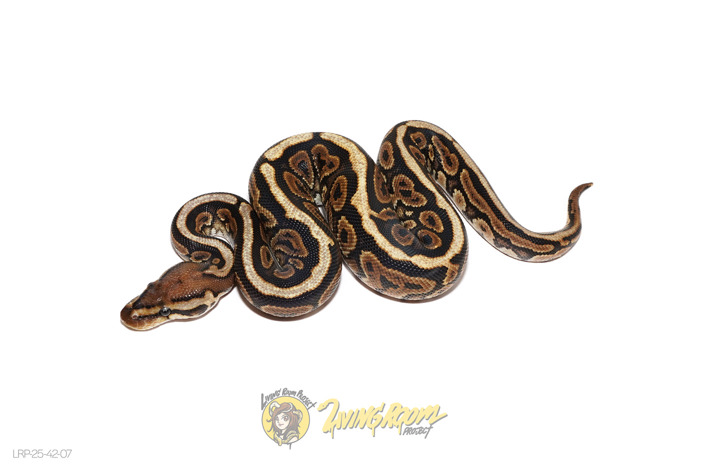Huffman or Black Pastel Spotnose (Pos Redstripe) Het Clown