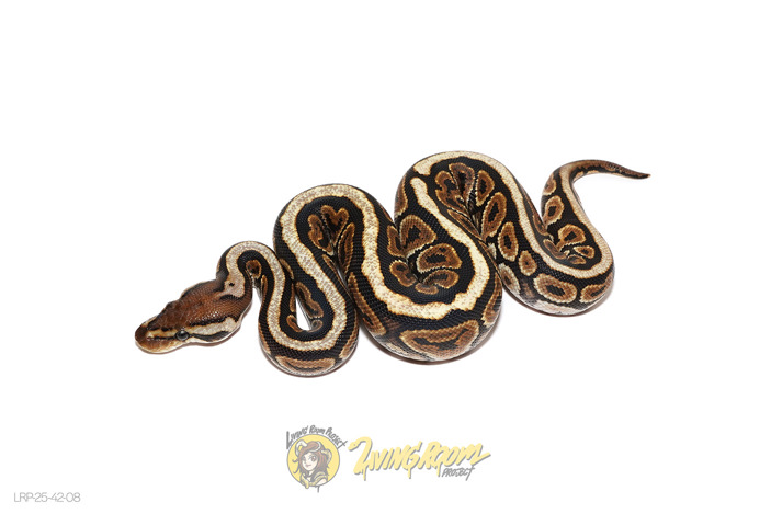 Huffman or Black Pastel Spotnose Het Clown