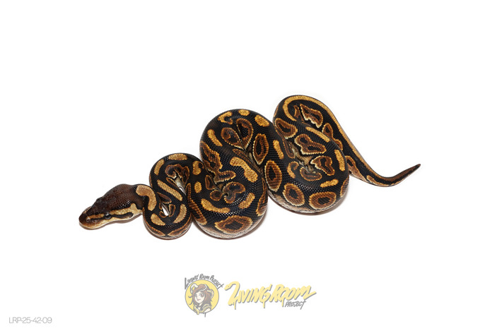 Huffman or Black Pastel Redstripe Het Clown