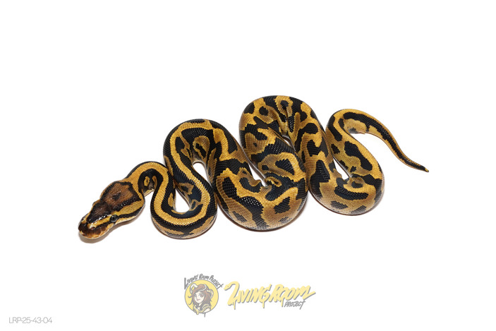 Leopard Fire YB DH VPI Axanthic DG