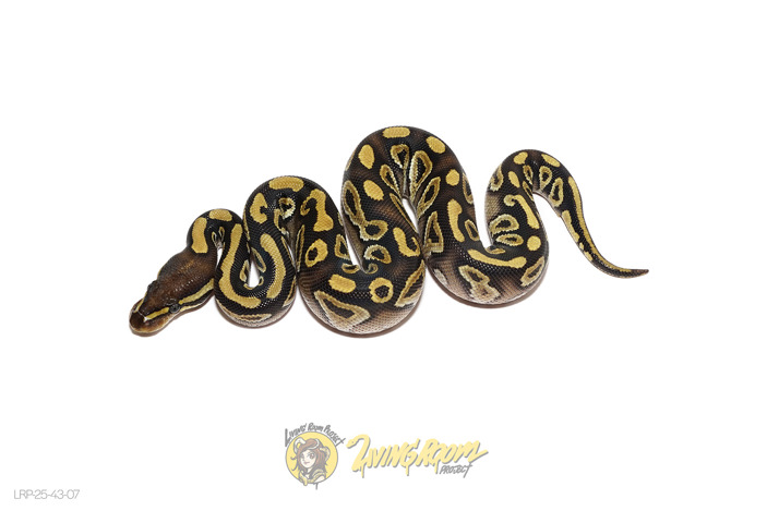 Mojave YB DH VPI Axanthic DG