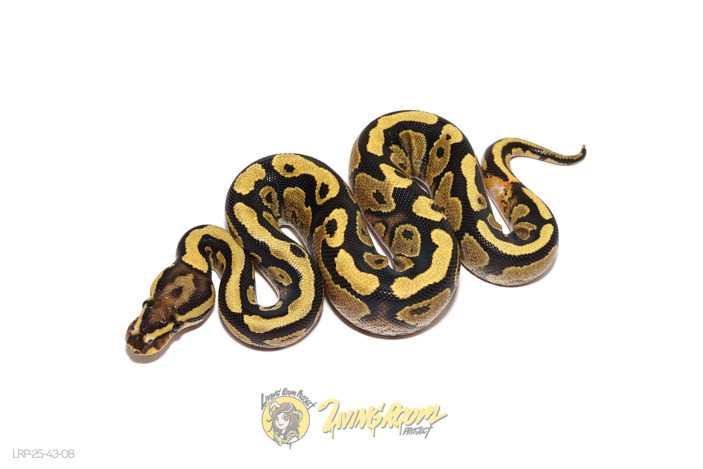 Fire YB DH VPI Axanthic DG
