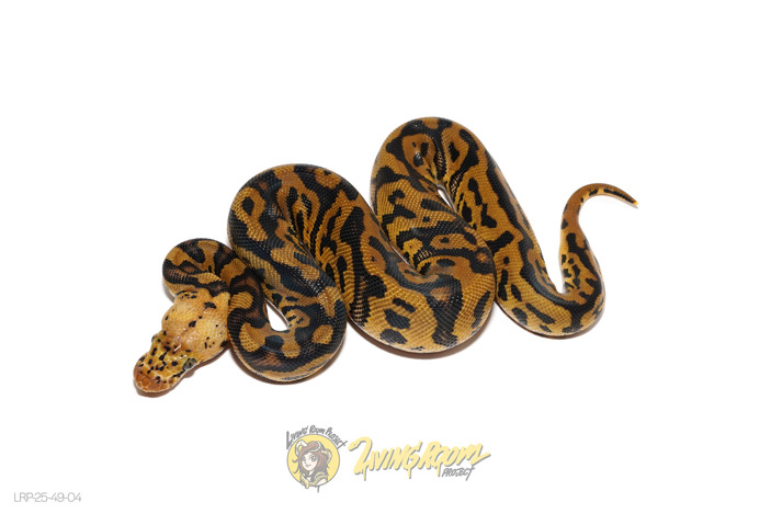 Pastel Confusion Clown Het Pied
