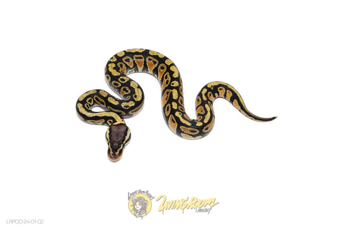 Pastel DH Clown DG