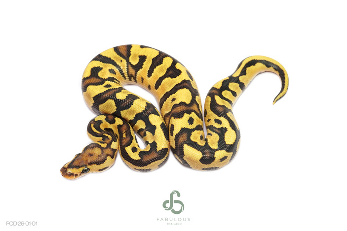 OD Enchi Fire Crypton Pos Nyla