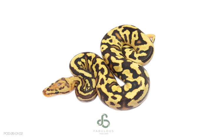 OD Fire Nyla Crypton
