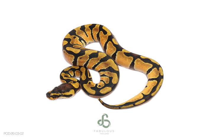 Enchi Het Cryptic or Clown 66% Lavender