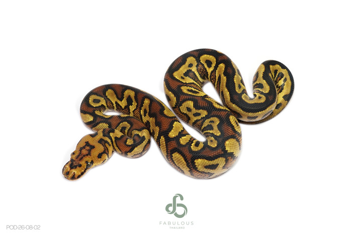 Redstripe Spotnose Gravel/YB Clown