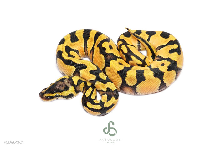 OD Enchi Pastel Het Clown