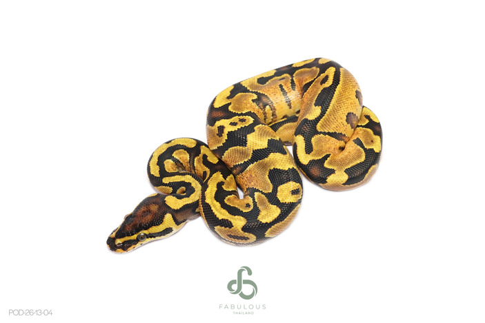 Enchi Hurricane YB Het Clown