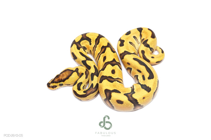 OD Enchi Fire Crypton
