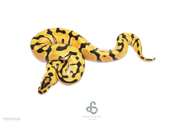 OD Enchi Fire Crypton Pos YB